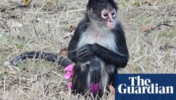 Prima(te) ballerina: errant monkey in a tutu leads Missouri police a merry dance