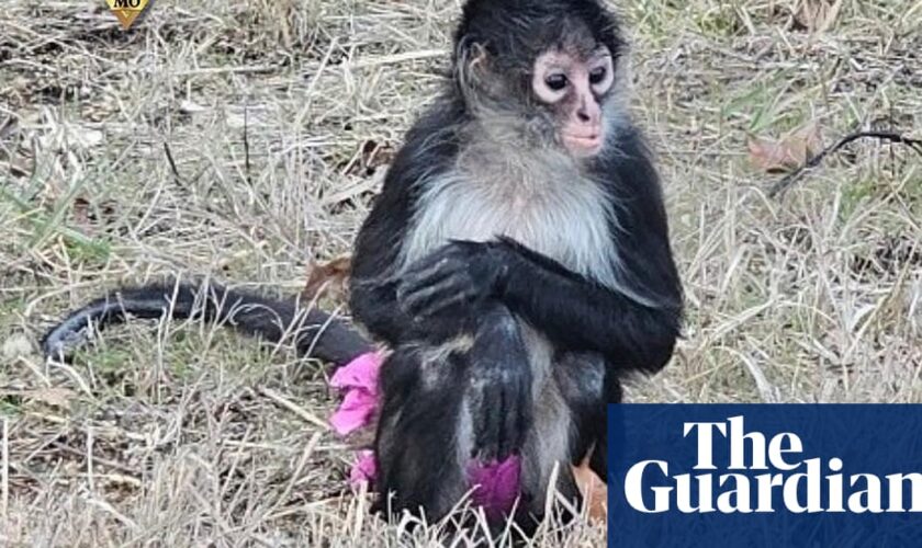 Prima(te) ballerina: errant monkey in a tutu leads Missouri police a merry dance