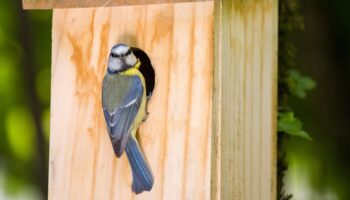 Vogelhaus mit Kamera: Eine Meise sitzt an an einem Vogelhaus