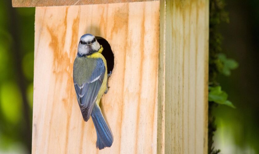 Vogelhaus mit Kamera: Eine Meise sitzt an an einem Vogelhaus