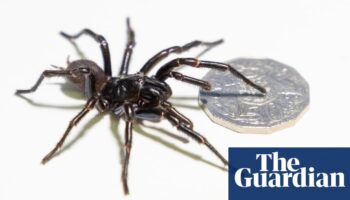 Record-breaking Sydney funnel-web spider dubbed ‘Hemsworth’ to be milked for venom