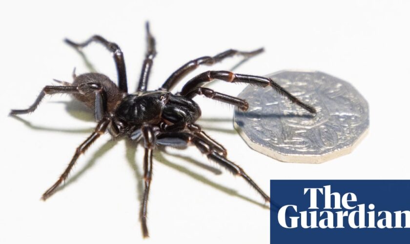 Record-breaking Sydney funnel-web spider dubbed ‘Hemsworth’ to be milked for venom