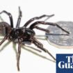 Record-breaking Sydney funnel-web spider dubbed ‘Hemsworth’ to be milked for venom