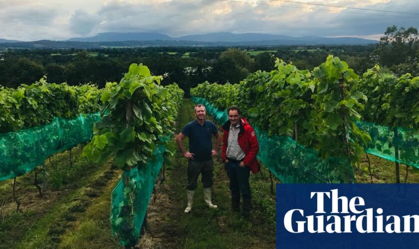 Ripe for the picking? Irish wine on the up – but ‘nobody will retire rich’