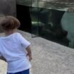 "Rochen Roll" im Zoo: Zweijähriger tanzt mit Rochen – das Video geht viral