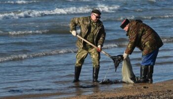 Schwarzes Meer: Mindestens 32 tote Meeressäuger durch Ölpest