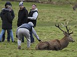 Shocking moment yobs assault wild stag by pulling its antlers and slapping it on the rump while egged on by their mindless friends