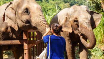 Thaïlande: une touriste espagnole de 22 ans meurt en donnant un bain à un éléphant