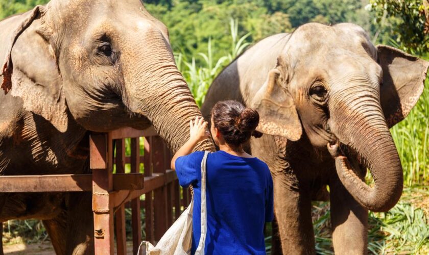 Thaïlande: une touriste espagnole de 22 ans meurt en donnant un bain à un éléphant