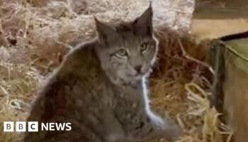 The quest to catch the Cairngorms' mysterious lynx