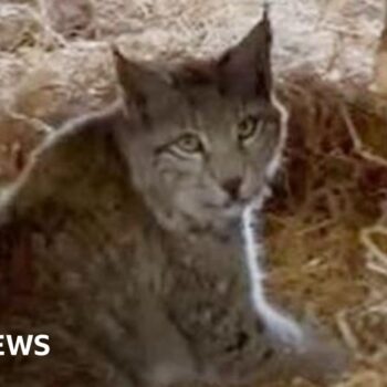 The quest to catch the Cairngorms' mysterious lynx