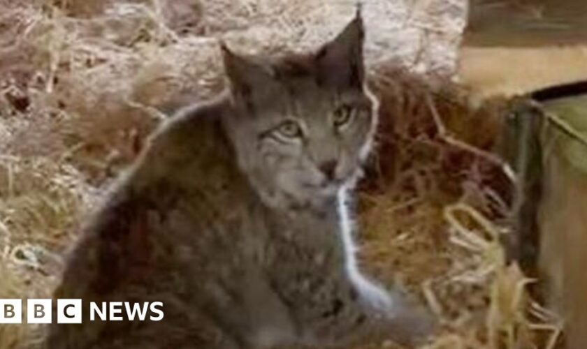 The quest to catch the Cairngorms' mysterious lynx