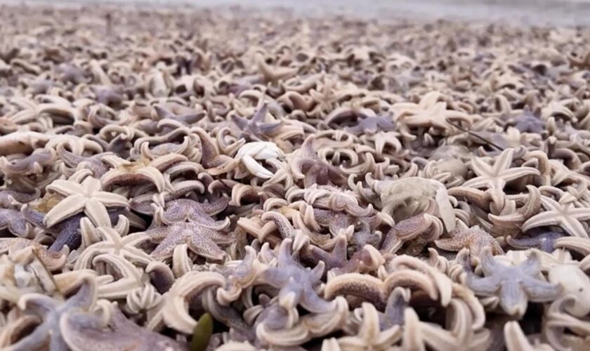 Trauriger Anblick : Stürme spülen massig Seesterne auf Sylt an