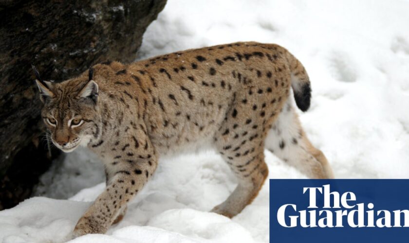 Two lynx on the loose in the Scottish Highlands