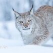 Two more lynx spotted in the Highlands, a day after others recaptured