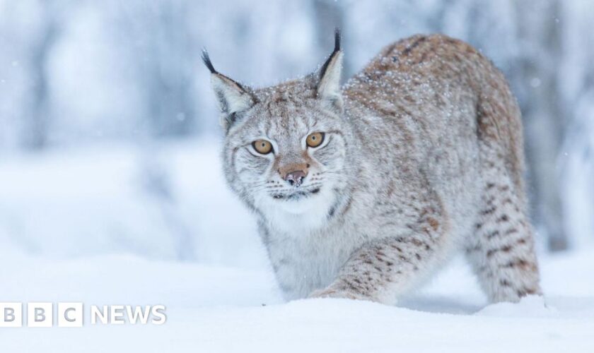 Two more lynx spotted in the Highlands, a day after others recaptured