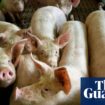 UK bans German pork products after foot-and-mouth outbreak near Berlin