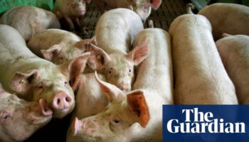 UK bans German pork products after foot-and-mouth outbreak near Berlin