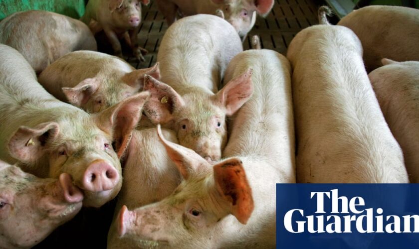 UK bans German pork products after foot-and-mouth outbreak near Berlin