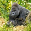 UK zoo issues urgent warning after gorilla enclosure break-ins spark devastating consequences