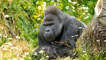 UK zoo issues urgent warning after gorilla enclosure break-ins spark devastating consequences