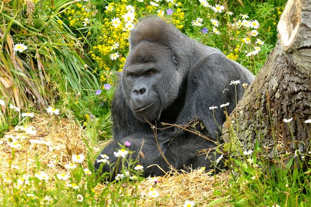 UK zoo issues urgent warning after gorilla enclosure break-ins spark devastating consequences