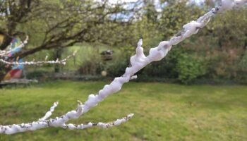 « Un cocon sur les bourgeons » : un horticulteur du Doubs crée une mousse pour protéger les vignes du gel