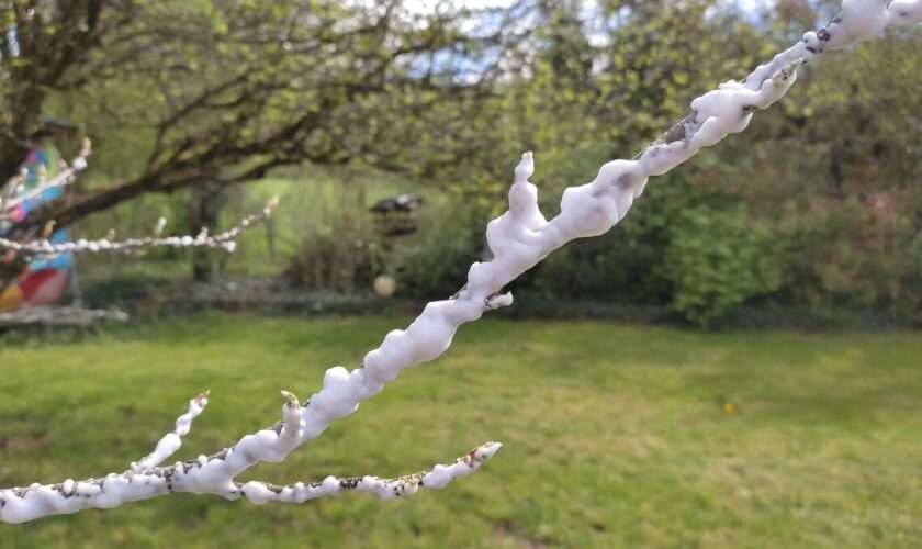 « Un cocon sur les bourgeons » : un horticulteur du Doubs crée une mousse pour protéger les vignes du gel