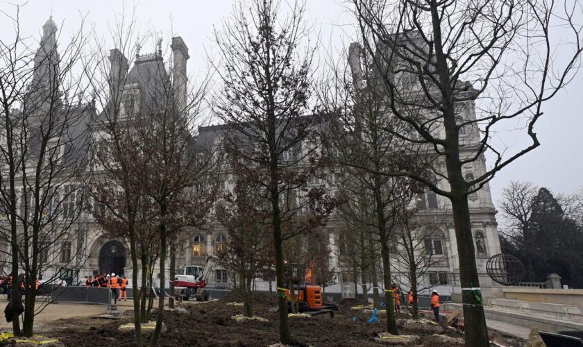 « Un nouveau paysage » : à Paris, les premiers arbres de la « forêt urbaine » de l’Hôtel de Ville sont plantés