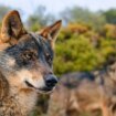 Una treintena de lobos rondan la sierra y causan 175 ataques al año