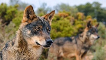 Una treintena de lobos rondan la sierra y causan 175 ataques al año