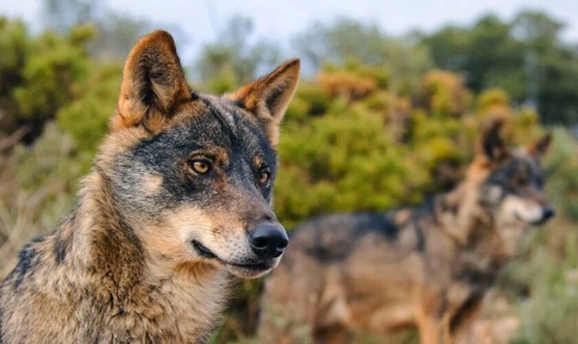 Una treintena de lobos rondan la sierra y causan 175 ataques al año