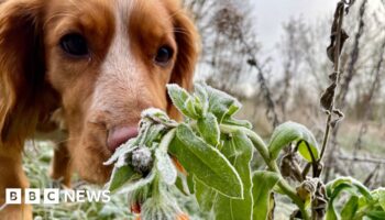 Your striking pictures of snow and frost across UK