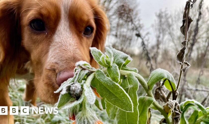 Your striking pictures of snow and frost across UK