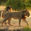 Zimbabwe : perdu en pleine savane, un enfant survit pendant cinq jours cerné de lions, d’éléphants et de léopards