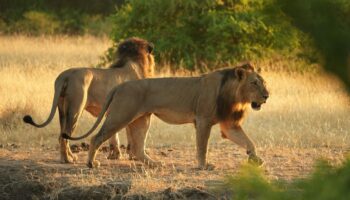 Zimbabwe : perdu en pleine savane, un enfant survit pendant cinq jours cerné de lions, d’éléphants et de léopards