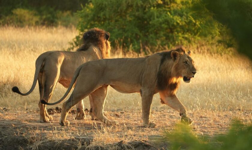 Zimbabwe : perdu en pleine savane, un enfant survit pendant cinq jours cerné de lions, d’éléphants et de léopards